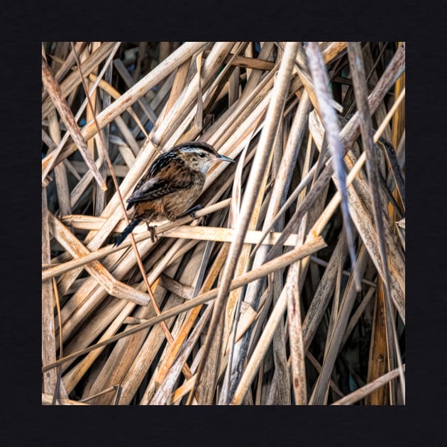 Marsh Wren in the Dry Reeds by Debra Martz